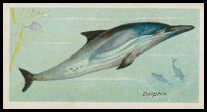 03PFW Dolphin.jpg